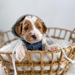 Patch - Parti male Goldendoodle puppy in Jamestown, Kentucky from Milk & Honey Doodles