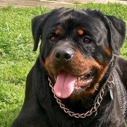 Rottweilers from Von Decker Rottweilers
