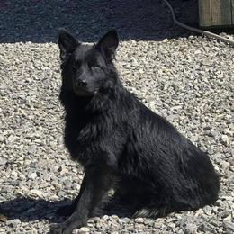 Jezzabelle - Black seal female German Shepherd puppy in Beaverdam, Virginia from Mayhew German Shepherds (formerly B&R Kennel)