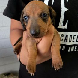 Hershey - Red male Dachshund puppy in Riverside, California from Ohana_626_kennels