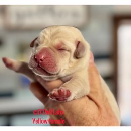 Girl 2 - Yellow female Labrador Retriever puppy in Sullivan, Missouri from O’Dell Labs