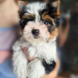 Regan - Black tan and white female Biewer Terrier puppy in Mercer County, New Jersey from Winter Grove