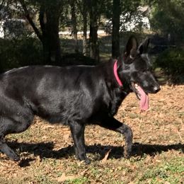 Yna - German Shepherd