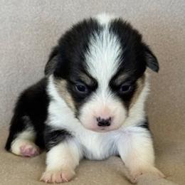 Boy 3 - Black and tan male Pembroke Welsh Corgi puppy in Huntington Beach, California from Gingerbread