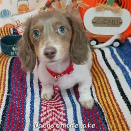 "Legs" - Dachshund