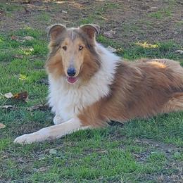 Collies from Bayou Collies