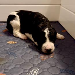 Navy blue collar - Tri-color male Bernedoodle puppy in Marlow, Oklahoma from Crider’s Critters