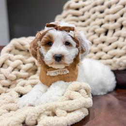 Cotton Candy - Parti female Goldendoodle puppy in Sulphur, Louisiana from Curly Q’s Of Carlyss