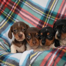 Dachshund Puppies from Orchard Dachshunds