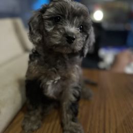Cavapoo Puppies from Panda Puppies