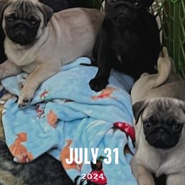 Pug puppies from Von Webb Pups