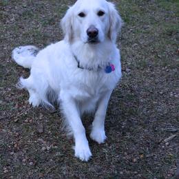 Kacey - Golden Retriever