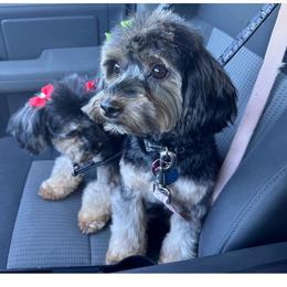 Hange - Black and tan female Yorkipoo puppy in Apple Valley, California from Boujeepups