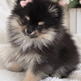 Boba - Black and tan female Pomeranian puppy in Buck Valley, Pennsylvania from Buck Valley Pomeranians