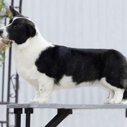 Cardigan Welsh Corgi Puppies from Espuela Cardigan Welsh Corgis