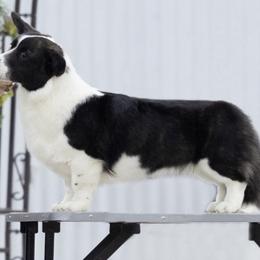 Cardigan Welsh Corgi Puppies from Espuela Cardigan Welsh Corgis
