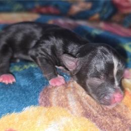 Jupiter - Black and gold male Yorkshire Terrier puppy in Lakeland, Florida from You Me & The Yorkies