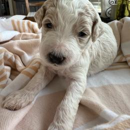 Seville - Parti male Goldendoodle puppy in Chattanooga, Tennessee from Scenic City Doodles