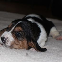Basset Hound Puppies from Collegiate Kennels    Where Bassets go to learn.