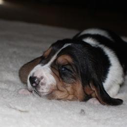 Basset Hound Puppies from Collegiate Kennels    Where Bassets go to learn.