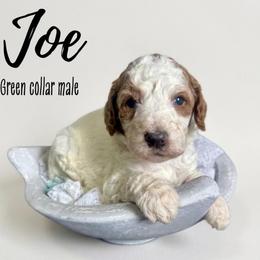 Joe - Parti male Goldendoodle puppy in Taylorsville, North Carolina from Doggone Dixie Doodles