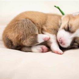 American Corgi and Pembroke Welsh Corgi Puppies from Constellation Corgi