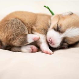 American Corgi and Pembroke Welsh Corgi Puppies from Constellation Corgi