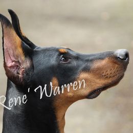 Voodoo - Doberman Pinscher