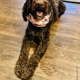 Callie - Goldendoodle