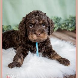 Hansel - Brown male Cockapoo puppy in Connersville, Indiana from Deaz Doodle Ranch