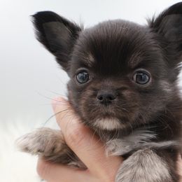 Dr. Dog - Black and tan male Chihuahua puppy in Raleigh, North Carolina from Fiddlefigg Chihuahuas