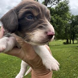 Sam I am - Piebald male Dachshund puppy in Bentonville, Arkansas from T & D Dachshunds by design