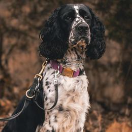 English Springer Spaniel puppies from Bristol’s Southern Spaniels