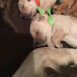 Goldendoodle Puppies from Toneytails Doodles