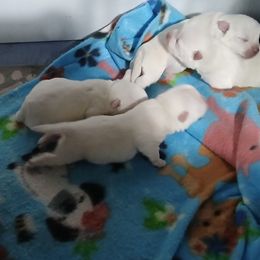 Female 3 - White female West Highland White Terrier puppy in Morrison, Tennessee from Westies of Morrison
