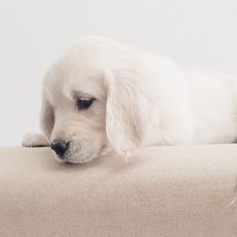 Golden Retriever and Labrador Retriever Puppies from Sierra Hills Retrievers