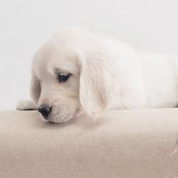 Golden Retriever and Labrador Retriever Puppies from Sierra Hills Retrievers