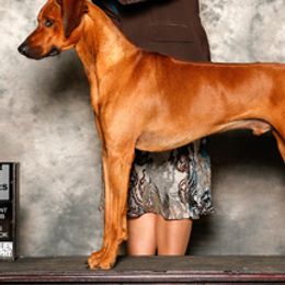 Rhodesian Ridgebacks from Cynara Rhodesian Ridgebacks