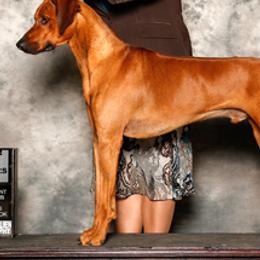Rhodesian Ridgebacks from Cynara Rhodesian Ridgebacks