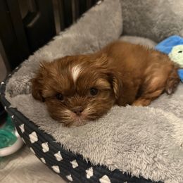 Susie - Liver and white female Shih Tzu puppy in Galveston, Texas from 🌗 New Moon Shih Tzu 🌗