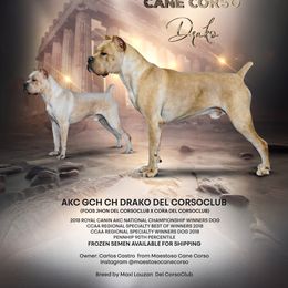Drako - Cane Corso