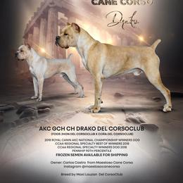 Drako - Cane Corso