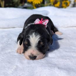 Pink collar - Black tri-color female Australian Shepherd puppy in Coulee City, Washington from Mr and Mrs Doodle Farm