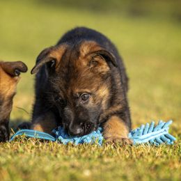 German Shepherd Puppies from Sommerfeld German Shepherds