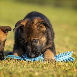 German Shepherd Puppies from Sommerfeld German Shepherds