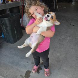 Green collar - Sable and white male American Corgi puppy in Odessa, Missouri from LOYAL T K9's CORGIS
