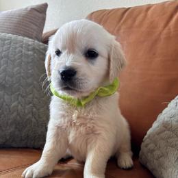 Green boy - Light golden male Golden Retriever puppy in Pahrump, Nevada from Southern Nevada Goldens