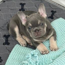 Lilac Female - Tricolors female French Bulldog puppy in Blue Ridge, Texas from Beason’s HomeGrown Frenchies