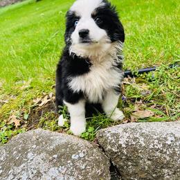 Miniature Australian Shepherd Puppies from Broken T Australian Shepherds