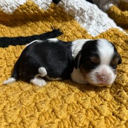Tri Boy 3 - Tri-color male Cavalier King Charles Spaniel puppy in Raymondville, Missouri from Puppy PlayPen